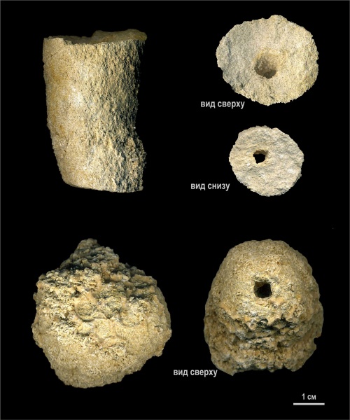 Protoleucon, песковская свита