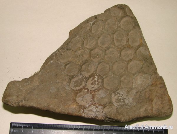 триас, Крым, биоглифы, Paleodictyon, Triassic