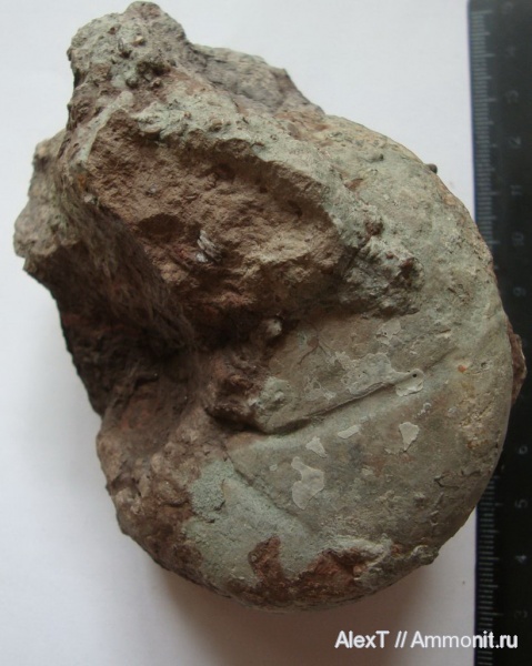 аммониты, Крым, тоар, нижняя юра, Ammonites, Петропавловский карьер, Toarcian, Lower Jurassic