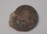 Garnierisphinctes