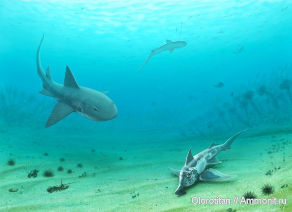 акулы, Orthacodus, Callorhinchus, Pachyhexanchus, sharks