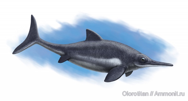 ихтиозавры, Ophthalmosaurus, Каргортский