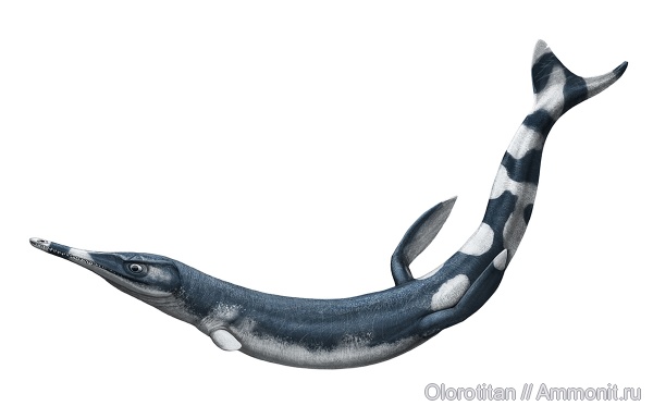 крокодилы, Cricosaurus, Metriorhynchidae