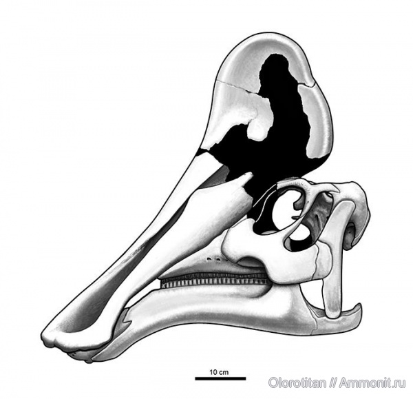 динозавры, гадрозавры, реконструкция, череп, Amurosaurus