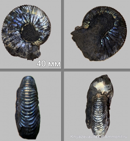 Virgatites, Virgatites pallasianus