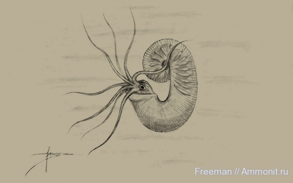 мел, Scaphitidae, Scaphites, Ancyloceratina, Cretaceous