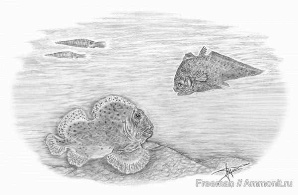 карбон, рыбы, Carboniferous, реконструкция, Sarcopterygii, Chondrichthyes, Petalodontiformes, Nautiloidea, Euchondrocephali, Osteichthyes, Coelacanthiformes, fish, Belantsea, Belantsea montana, Allenypterus, Allenypterus montanus, Reticycloceras