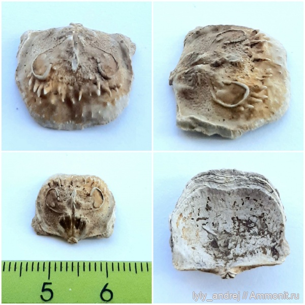 брахиоподы, стешевский горизонт, Eomarginifera lobata