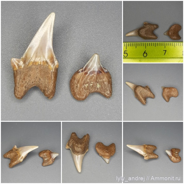 зубы, хрящевые рыбы, сеноман, зубы акул, Тамбовская область
