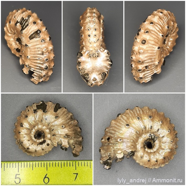 аммониты, Kosmoceras, головоногие моллюски, Kosmoceras gemmatum, келовей
