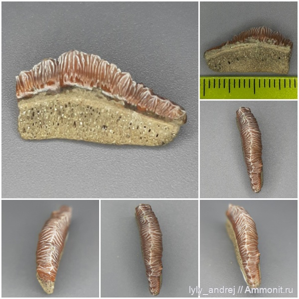 зубы, сеноман, зубы акул, Polyacrodus, хрящевые рыба