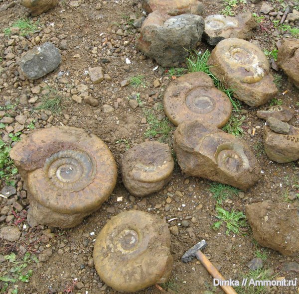 аммониты, келловей, Indosphinctes, Никитино, мергель, Choffatia, кальцит, Perisphinctidae, Ammonites, Callovian, Middle Jurassic