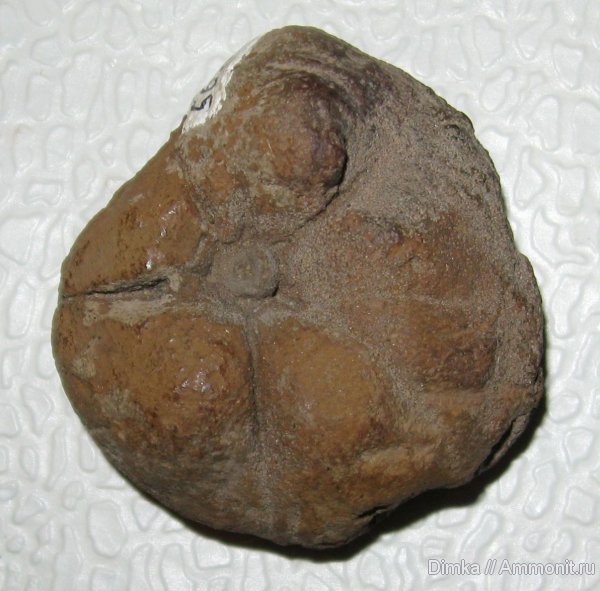 Никитино, нижний мел, Palaeosemaeostoma, берриас, Palaeosemaeostoma riasanense, медузы, Berriasian, Lower Cretaceous