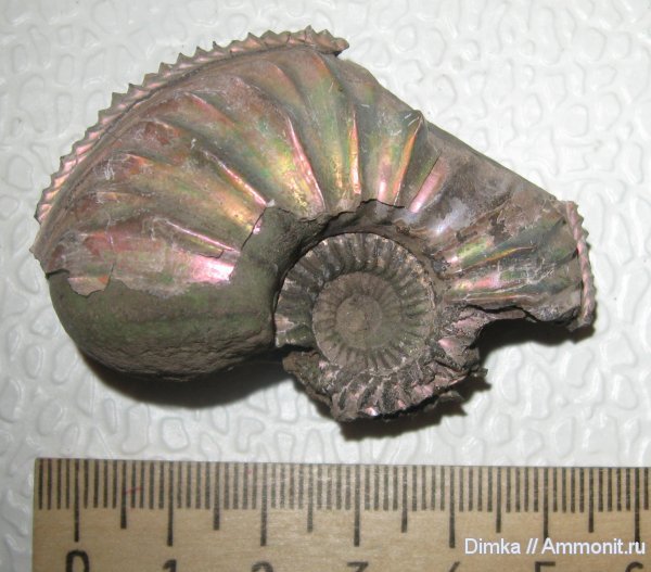 аммониты, Бронницы, Amoeboceras, верхний оксфорд, Ammonites, Oxfordian, Upper Oxfordian