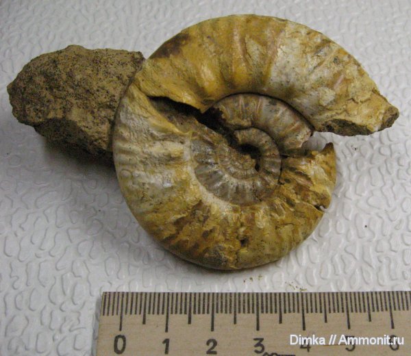 аммониты, юра, нижний келловей, Proplanulites, карьер Спартак, устье, Ammonites, Jurassic, Lower Callovian