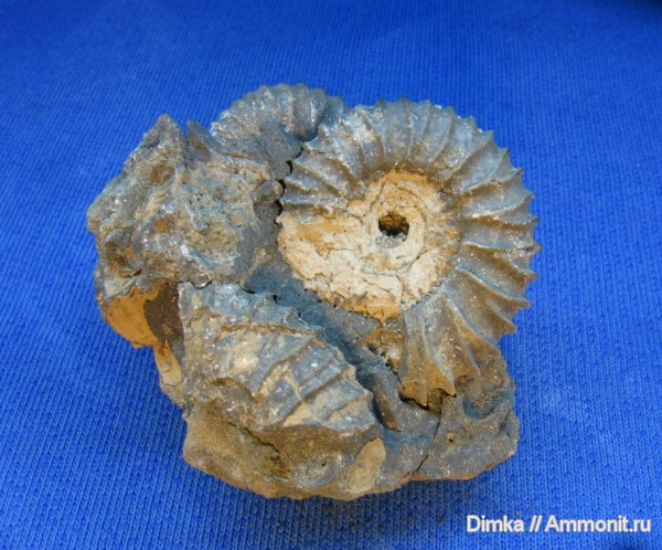 аммониты, юра, Москворечье-Братеево, Pavlovia pavlovi, зона Dorsoplanites panderi, Ammonites, Jurassic