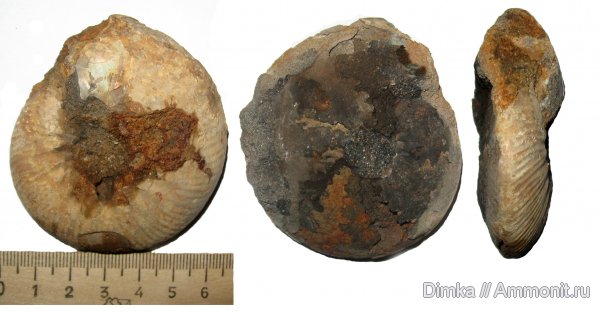 аммониты, Никитино, нижний мел, берриас, Ammonites, Temnoptychites, Berriasian, Lower Cretaceous