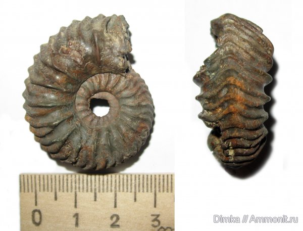 аммониты, юра, оксфорд, Никитино, Vertumniceras, Vertumniceras borissjaki, Ammonites, Oxfordian, Jurassic