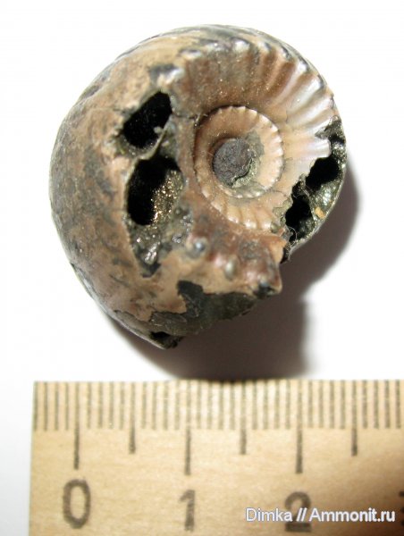 аммониты, юра, Михайлов, Erymnoceras, келловей, Erymnoceras doliforme, Ammonites, Pachyceratidae, Callovian, Jurassic, Middle Jurassic