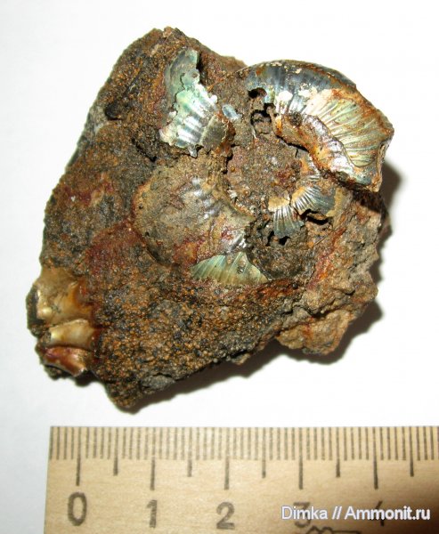 аммониты, мел, Елкино, Craspedites, берриас, Subcraspedites, зона Riasanites rjasanensis, Ammonites, Berriasian, Cretaceous