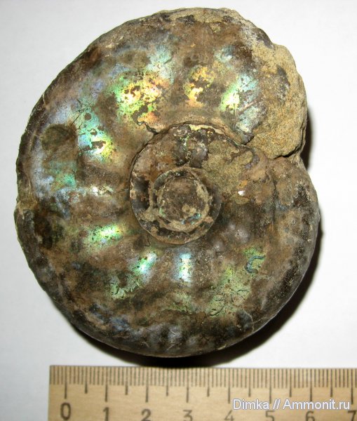 аммониты, волжский ярус, Самарская область, Craspedites, Кашпир, Ammonites, Craspedites parakaschpuricus, Volgian