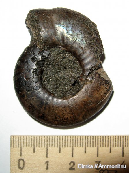 аммониты, юра, волжский ярус, Мневники, Craspedites, устье, Ammonites, Volgian, Jurassic