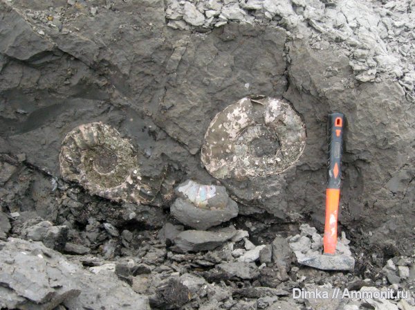 аммониты, юра, Михайлов, Binatisphinctes, келловей, Ammonites, Callovian, Jurassic, Middle Jurassic