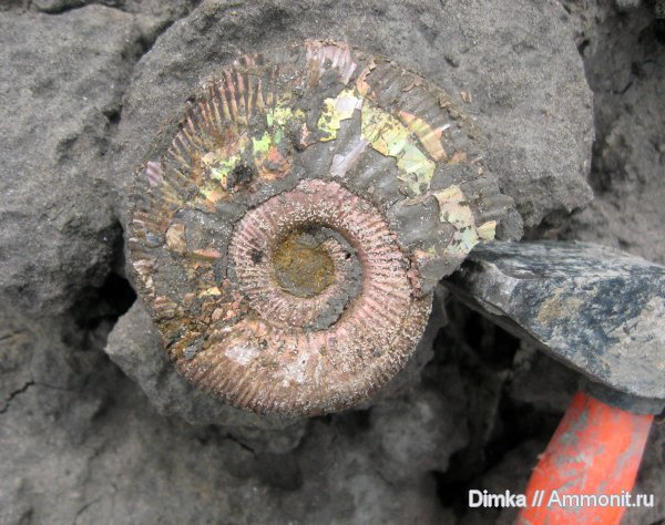 аммониты, юра, Михайлов, Binatisphinctes, келловей, Ammonites, Callovian, Jurassic, Middle Jurassic