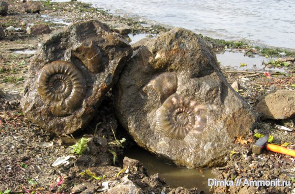 аммониты, юра, нижний келловей, келловей, Homeoplanulites, Никитино, Choffatia, Perisphinctidae, Ammonites, Callovian, Jurassic, Middle Jurassic, Lower Callovian