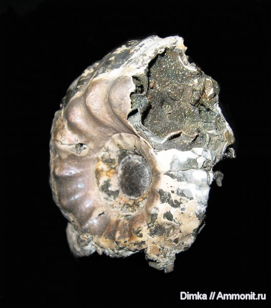 аммониты, юра, Михайлов, Erymnoceras, келловей, средний келловей, Erymnoceras doliforme, Ammonites, Callovian, Jurassic, Middle Jurassic, Middle Callovian