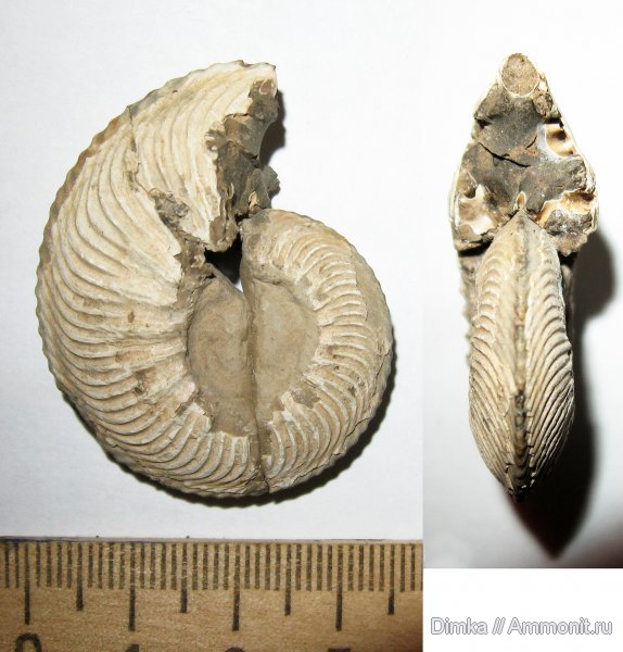 аммониты, юра, Cardioceras, оксфорд, нижний оксфорд, Cardioceras excavatum, Макарьев, Ammonites, Oxfordian, Lower Oxfordian, Jurassic