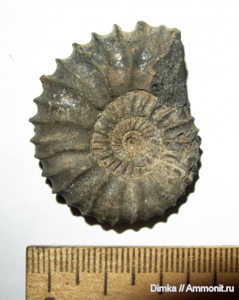 юра, Москворечье, Pavlovia, волжский ярус, Pavlovia pavlovi, зона Dorsoplanites panderi, Dorsoplanitidae, Volgian, Jurassic