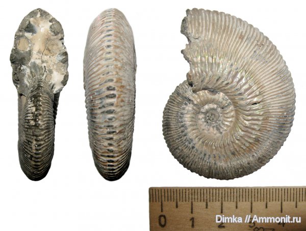 юра, Kosmoceras, келловей, Михайловцемент, Callovian, Jurassic, Middle Jurassic