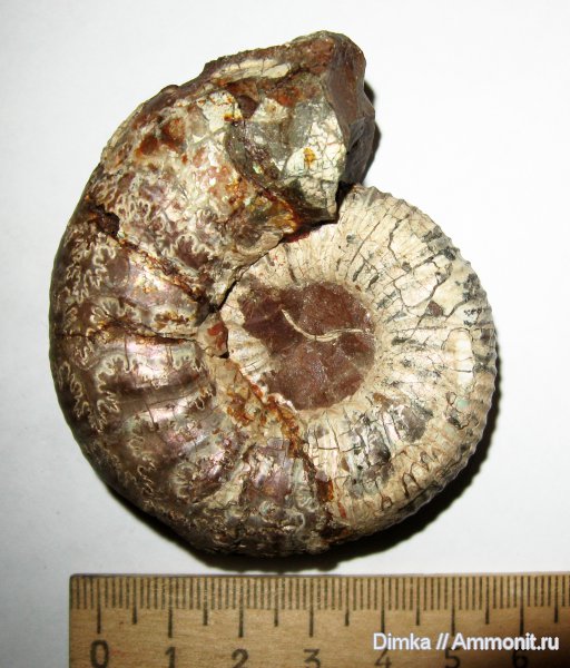 юра, нижний келловей, келловей, Kepplerites, Kepplerites gowerianus, КМА, Callovian, Jurassic, Middle Jurassic, Lower Callovian