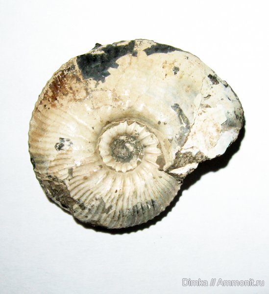 Kosmoceras, келловей, р. Унжа, Макарьев, Kosmoceras enodatum, Callovian, Middle Jurassic