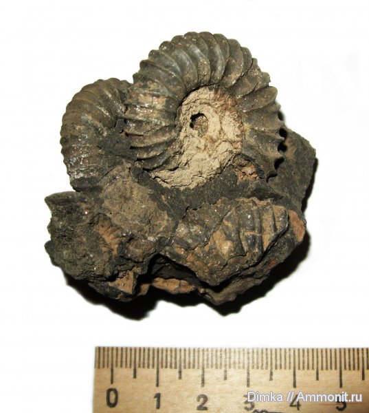 юра, Pavlovia, волжский ярус, Москворечье-Братеево, Pavlovia pavlovi, Dorsoplanitidae, Volgian, Jurassic