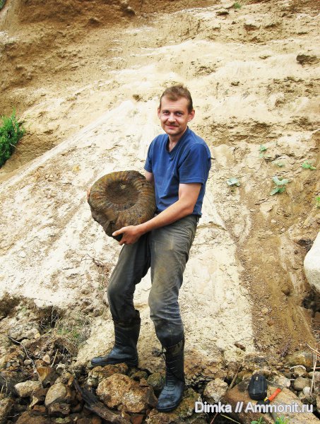 юра, волжский ярус, Lomonossovella, Мостово-Василево, Lomonossovella lomonossovi, зона Epivirgatites nikitini, Volgian, Jurassic