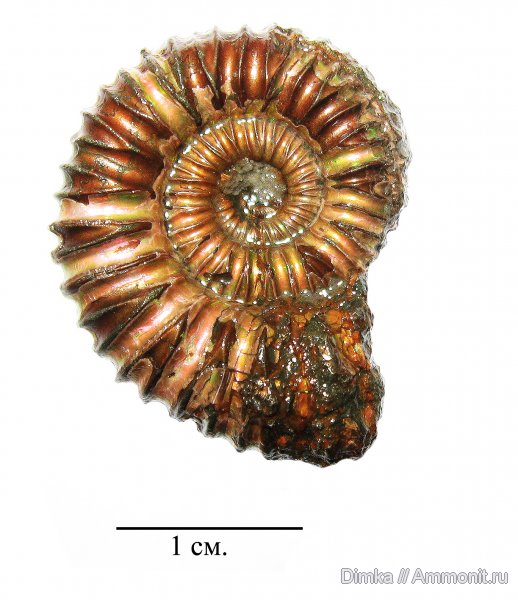 юра, келловей, Peltoceras, верхний келловей, Дядьково, Callovian, Jurassic, Middle Jurassic