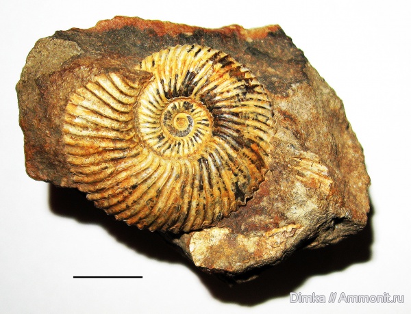 юра, нижний келловей, келловей, Елатьма, Cadoceratinae, Cardioceratidae, Costacadoceras, Costacadoceras mundum, Callovian, Jurassic, Middle Jurassic, Lower Callovian