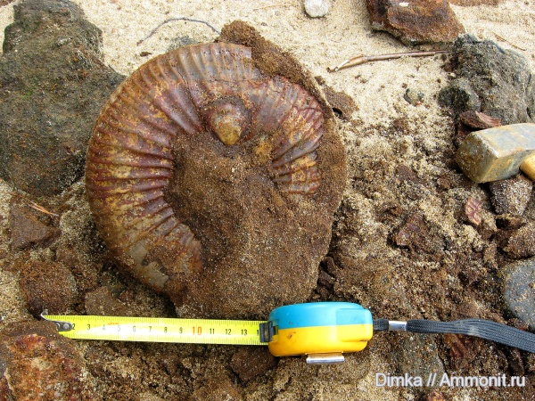 юра, волжский ярус, Lomonossovella, Lomonossovella lomonossovi, Volgian, Jurassic