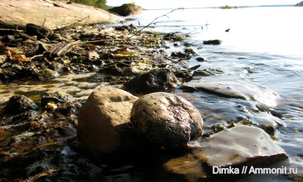 юра, волжский ярус, Craspedites, р. Унжа, Костромская область, Volgian, Jurassic