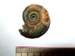 Маленький Binatisphinctes rjasanensis