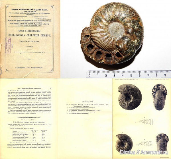 мел, Якутия, нижний мел, Polyptychites, Polyptychites stubendorffi, Cretaceous, Lower Cretaceous