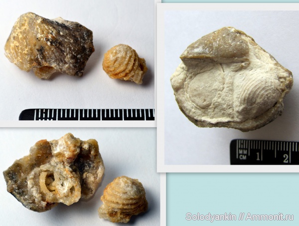 брахиоподы, Choristites, Spiriferida, ручной аппарат, Rhynchonellata, rhynchonelliformea, brachiopod lophophore