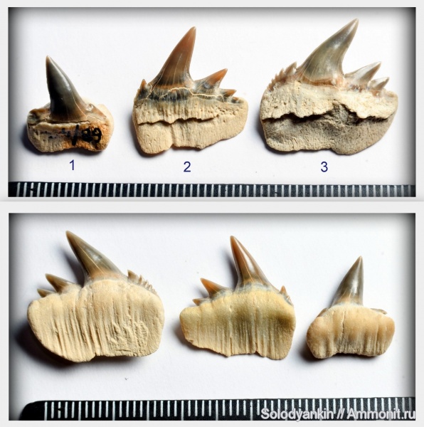 акулы, зубы акул, Мангышлак, Notorhynchus, бартон, Hexanchiformes, Notorhynchus kempi, шорымская свита, shark teeth, sharks