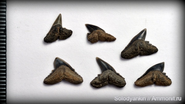 зубы, эоцен, акулы, Chondrichthyes, Elasmobranchii, Зауралье, Physogaleus, приабон, Carcharhiniformes, teeth, sharks