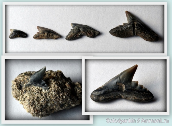 зубы, эоцен, акулы, Chondrichthyes, Elasmobranchii, Зауралье, Physogaleus, приабон, Carcharhiniformes, Physogaleus latus, teeth, sharks