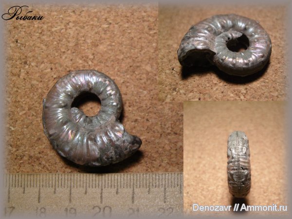 аммониты, моллюски, Бронницы, Euaspidoceras, Ammonites, Aspidoceratidae, Aspidoceratinae