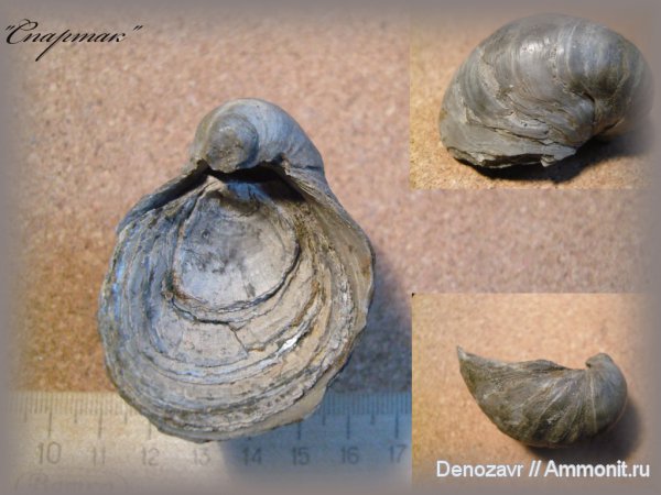 моллюски, Gryphaea, Спартак, Gryphaea dilatata, Gryphaeidae