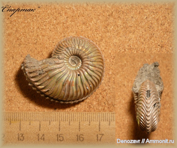 аммониты, моллюски, Cardioceras, Ammonites